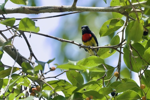 Scarlet-breasted Flowerpecker