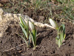 Galanthus alpinus