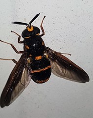 Syndipnomyia auricincta