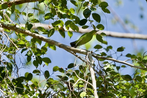 Greater Green Leafbird