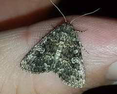 Condica aroana