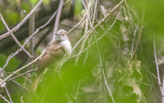 Rubigula erythropthalmos