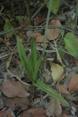 Eulophia andamanensis