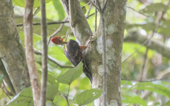 Reinwardtipicus validus