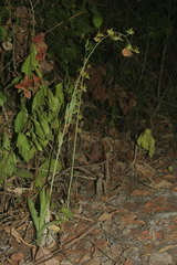 Eulophia andamanensis