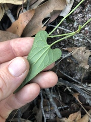 Aristolochia meridionalis