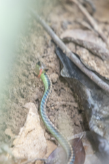 Dendrelaphis cyanochloris