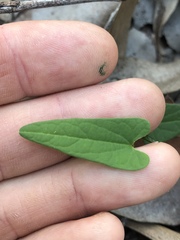 Aristolochia meridionalis
