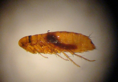 Ceratophyllidae