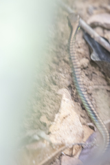 Dendrelaphis cyanochloris