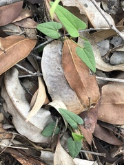 Aristolochia meridionalis