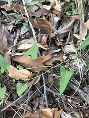 Aristolochia meridionalis