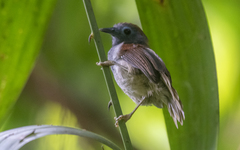 Cyanoderma erythropterum