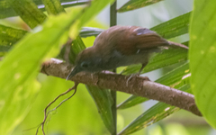 Cyanoderma erythropterum