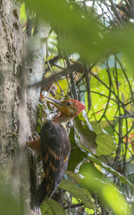 Reinwardtipicus validus