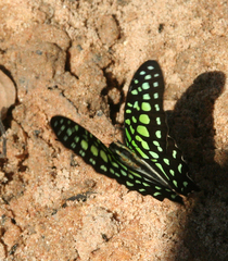 Graphium agamemnon agamemnon