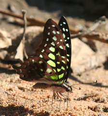 Graphium agamemnon agamemnon