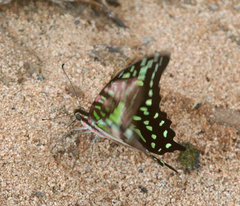 Graphium agamemnon agamemnon