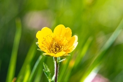 Geum montanum