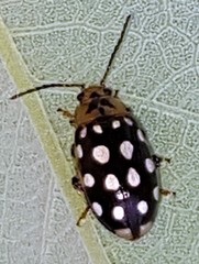 Phola octodecimguttata