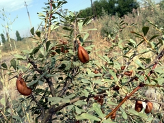 Halimodendron halodendron