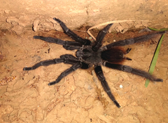 Proshapalopus amazonicus