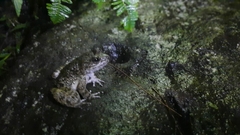 Limnonectes kuhlii