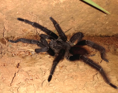 Proshapalopus amazonicus