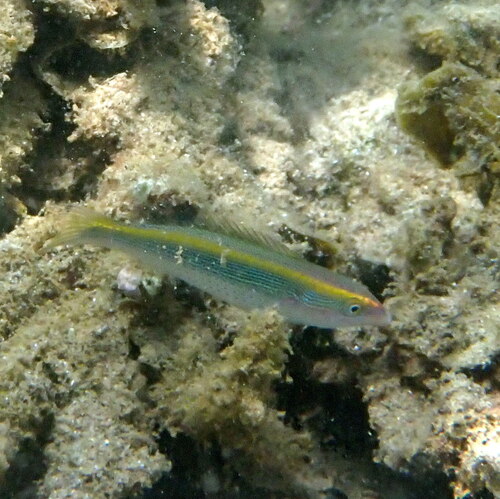 Southern ribbon wrasse (Stethojulis notialis) — Labridae — 5