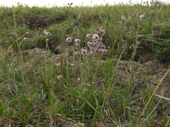Silene violascens