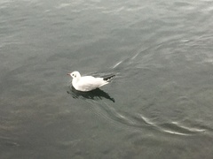 Chroicocephalus ridibundus