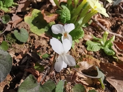Viola alba alba