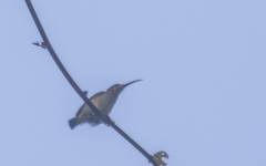 Arachnothera chrysogenys