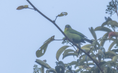 Chloropsis sonnerati