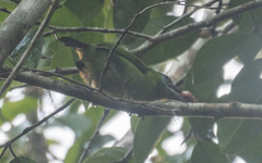 Psilopogon mystacophanos