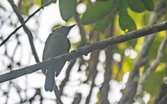 Psilopogon chrysopogon laetus