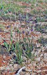 Silene violascens