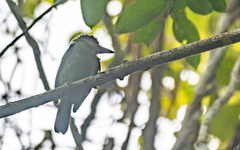 Psilopogon chrysopogon laetus