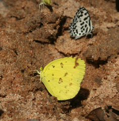 Eurema hecabe hecabe