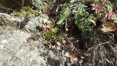 Sempervivum transcaucasicum