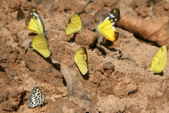 Eurema hecabe hecabe