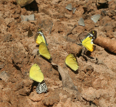 Eurema hecabe hecabe