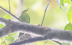 Chloropsis sonnerati