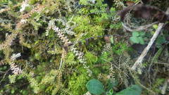 Selaginella helvetica