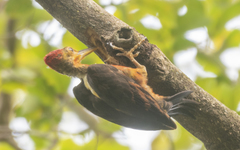 Reinwardtipicus validus