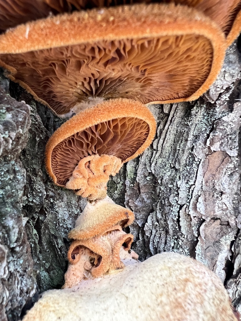 Phyllotopsis nidulans · February 2026 · photo: © annegp (iNaturalist, cc0)