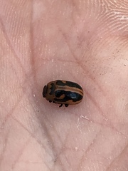 Calomela crassicornis