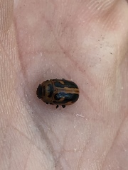 Calomela crassicornis