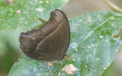 Coelites epiminthia