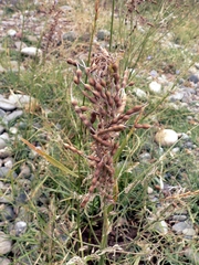 Sophora alopecuroides